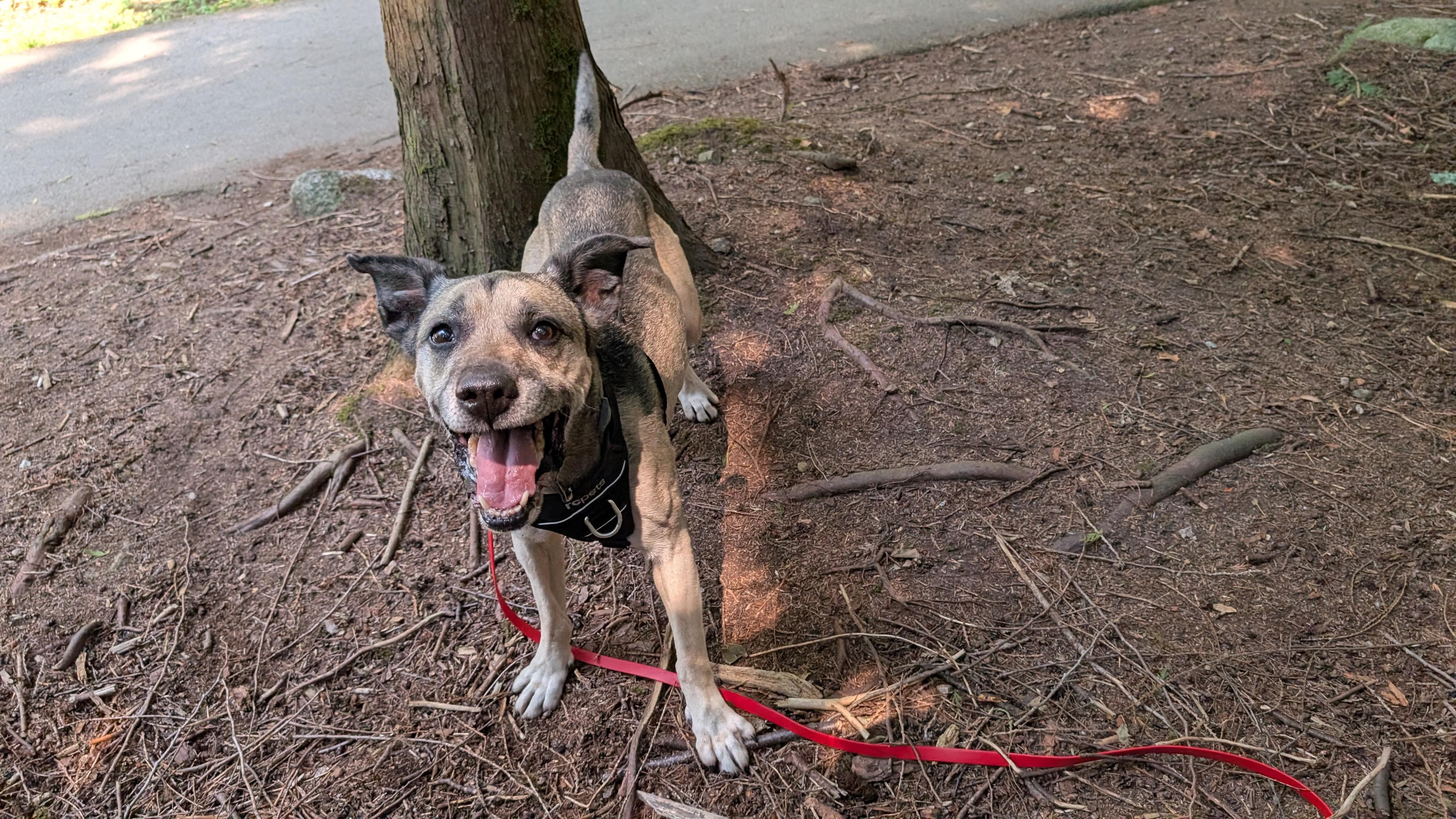 Deacon - in foster -, a ADOPTABLE mixed breed in Coquitlam, BC image 2/3