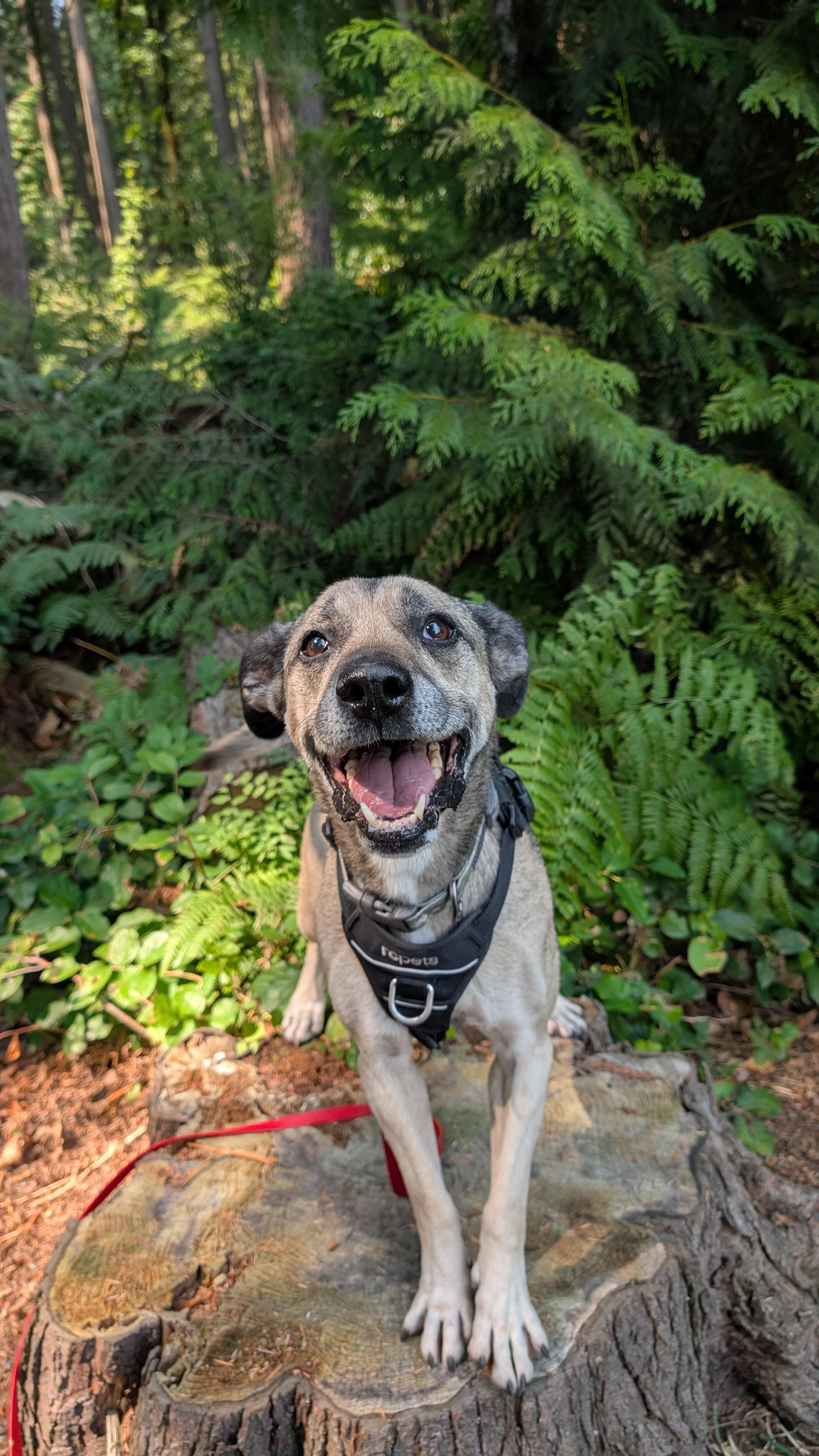 Deacon - in foster -, a ADOPTABLE mixed breed in Coquitlam, BC image 3/3