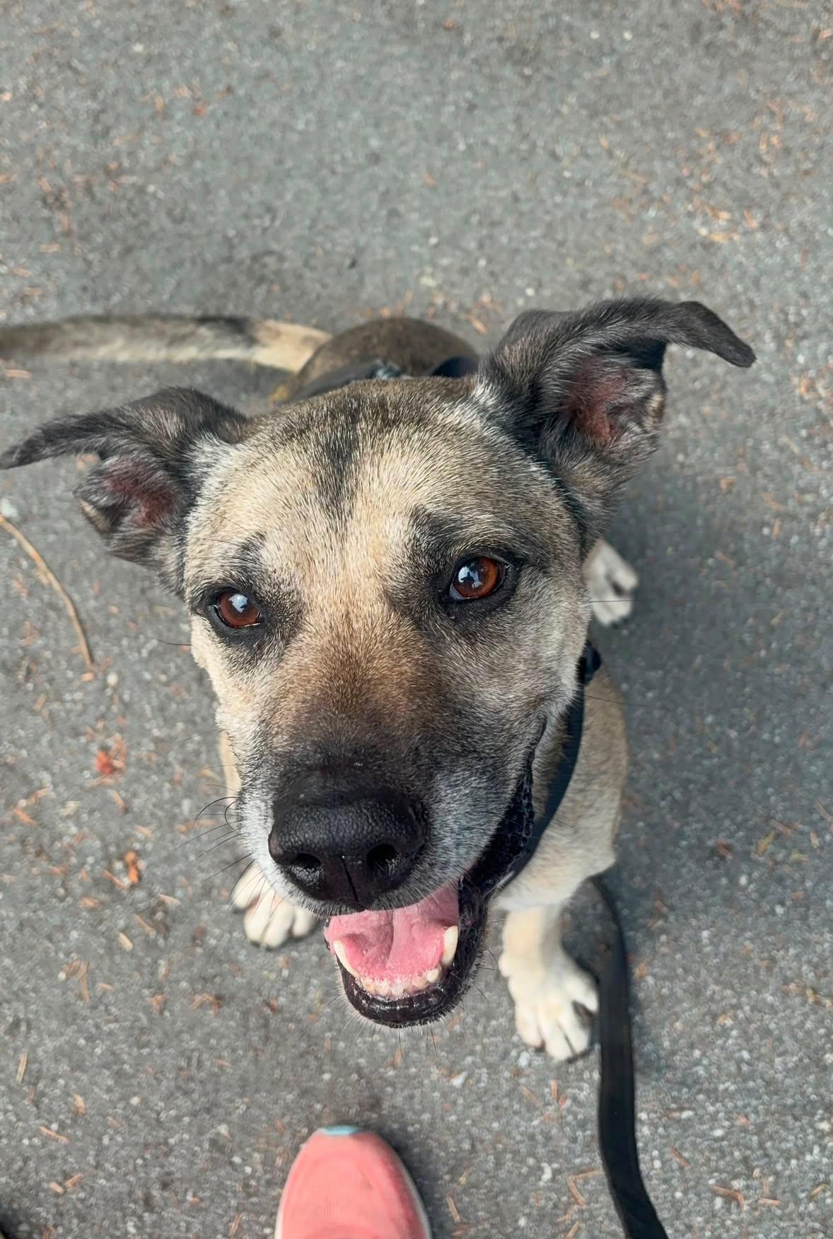 Deacon - in foster -, ADOPTABLE, Adult Male Pit Bull Terrier & Shepherd.