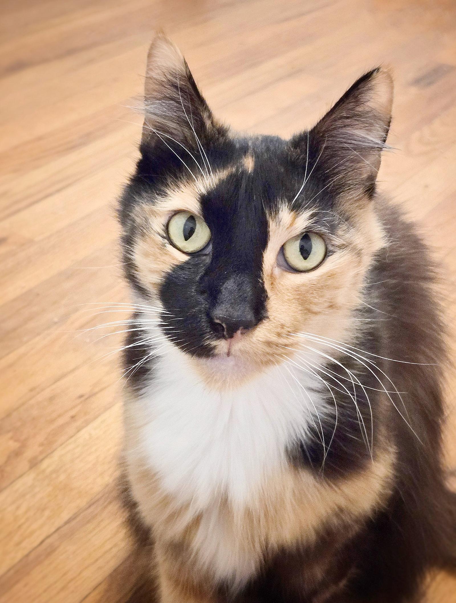 St Lucia, Adoptable, Senior Female Domestic Long Hair & Domestic Medium Hair.