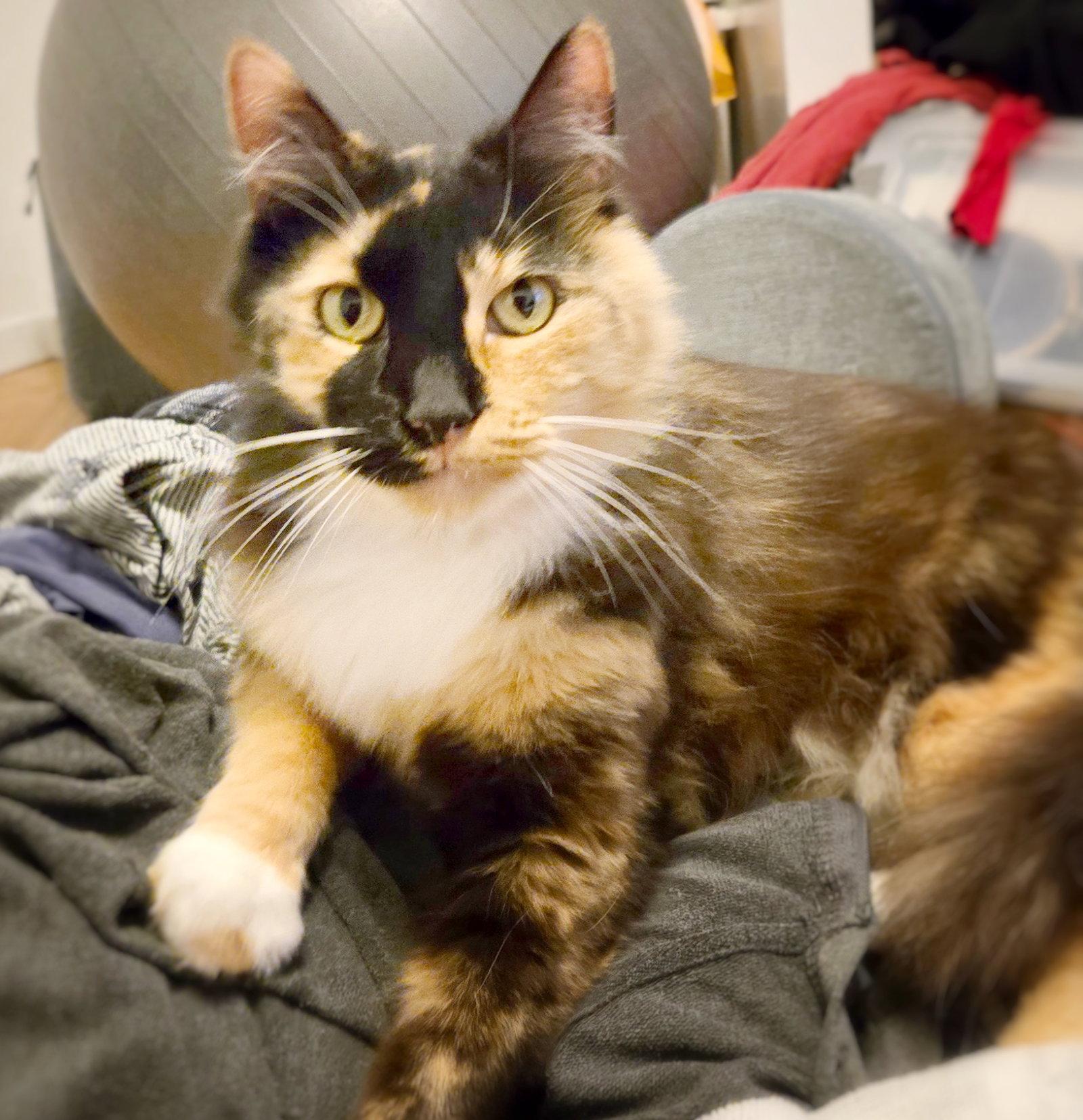 Enlarge St Lucia, a Adoptable mixed breed in Pittsburg, CA image 2/3