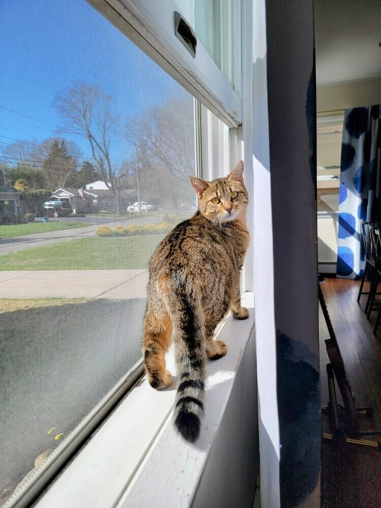 Mrs. Brady, Adoptable, Young Female American Shorthair.