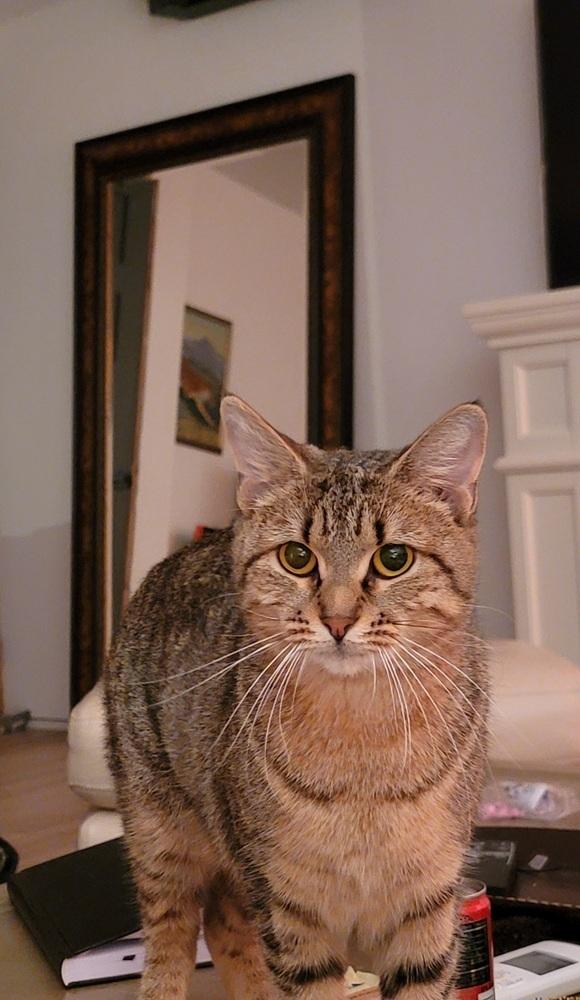 Enlarge Mrs. Brady, a Adoptable American Shorthair in Ronkonkoma, NY image 2/5