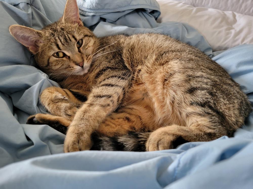 Enlarge Mrs. Brady, a Adoptable American Shorthair in Ronkonkoma, NY image 3/5