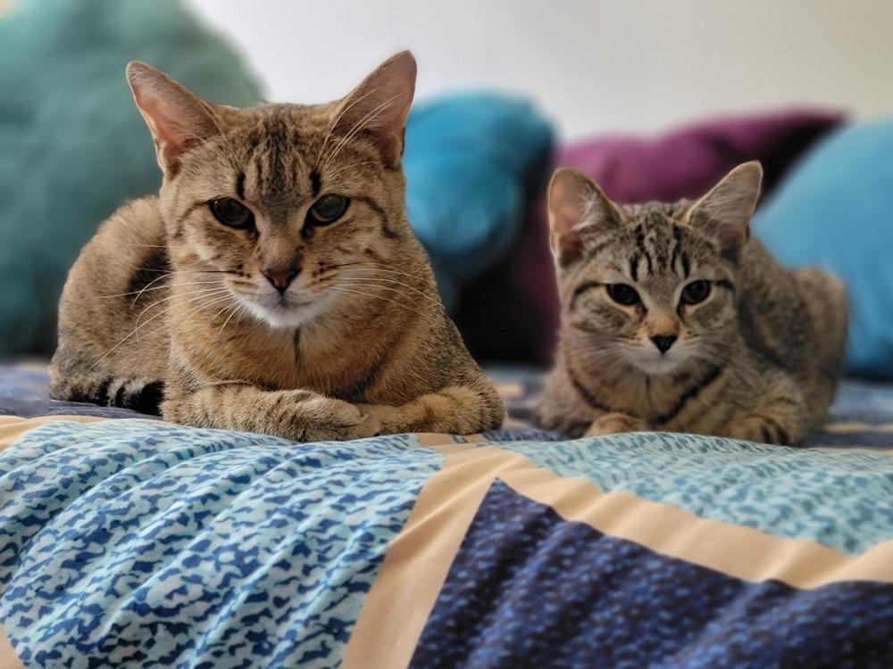 Enlarge Mrs. Brady, a Adoptable American Shorthair in Ronkonkoma, NY image 4/5