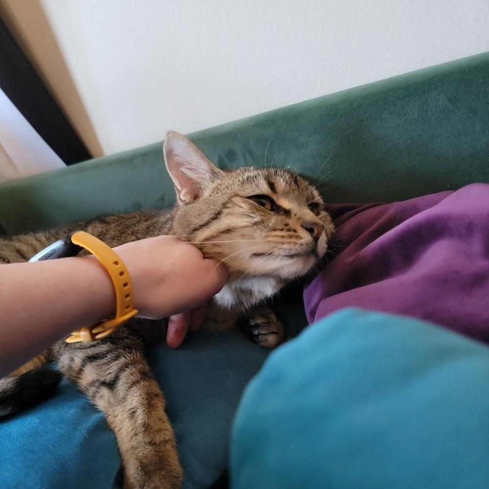 Enlarge Mrs. Brady, a Adoptable American Shorthair in Ronkonkoma, NY image 5/5