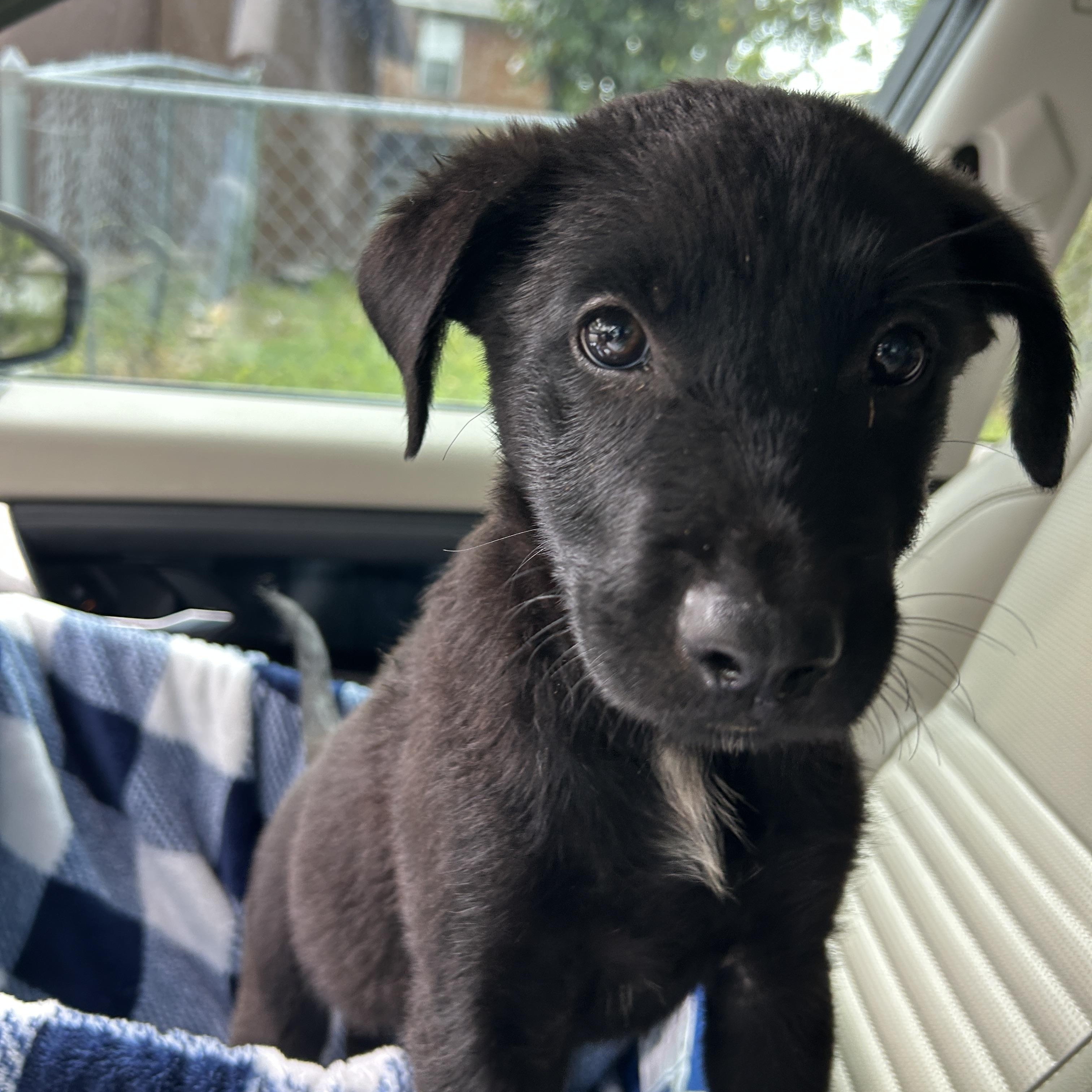 Puppy Bunny
