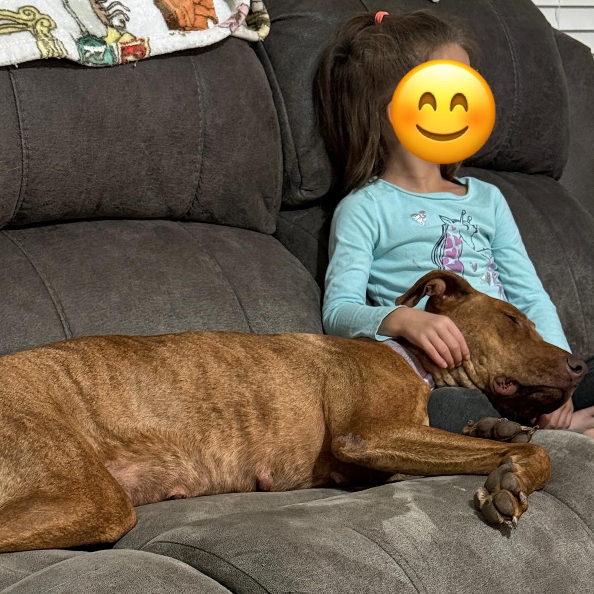 Enlarge Rhea, a Adoptable mixed breed in Krum, TX image 6/6