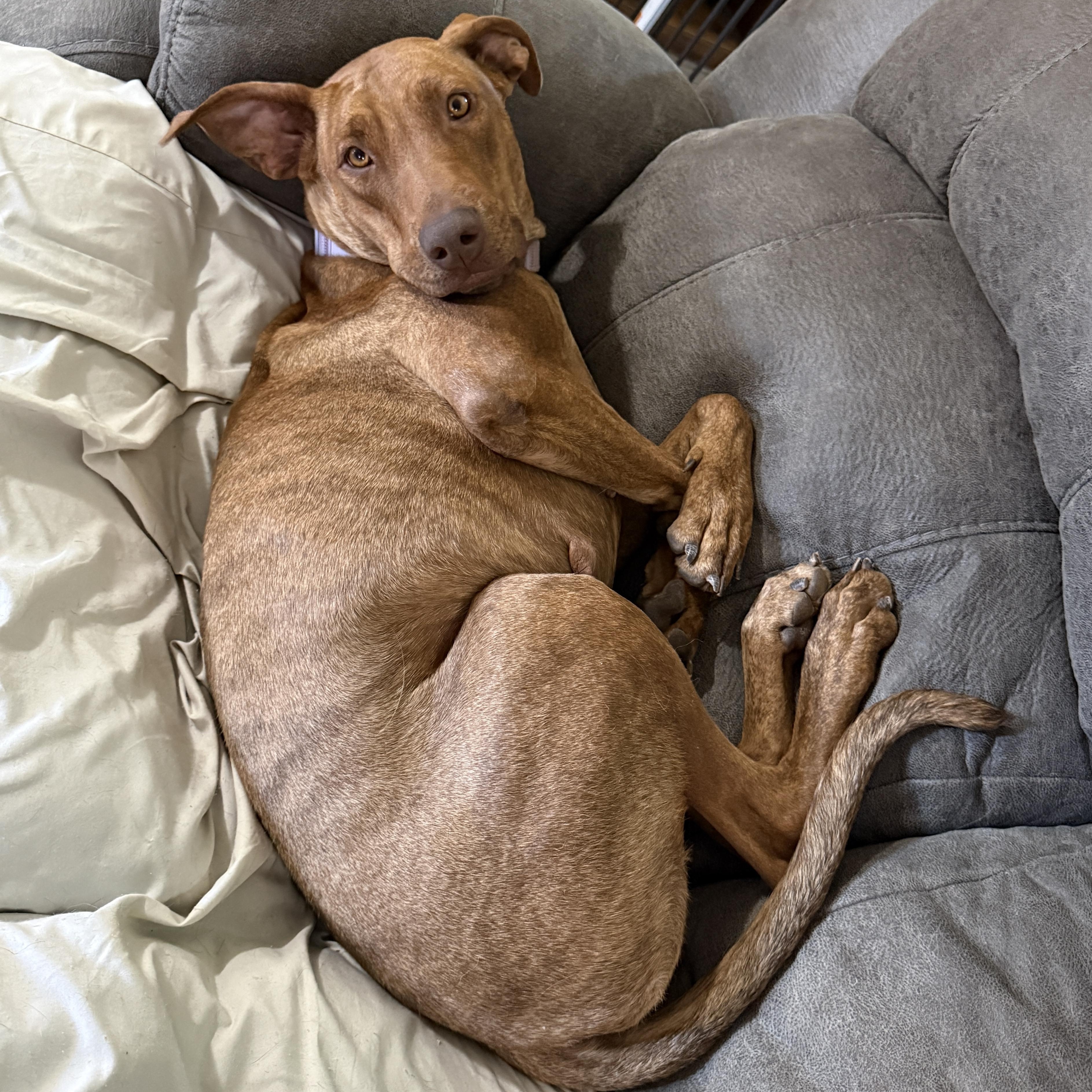 Enlarge Rhea, a Adoptable mixed breed in Krum, TX image 5/6