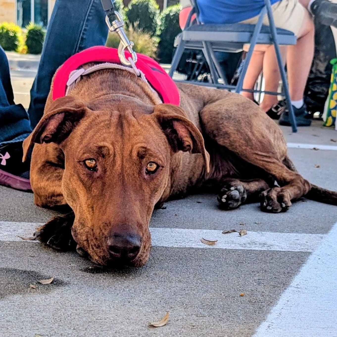 Enlarge Rhea, a Adoptable mixed breed in Krum, TX image 4/6