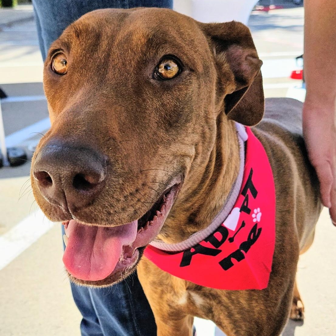 Enlarge Rhea, a Adoptable mixed breed in Krum, TX image 3/6