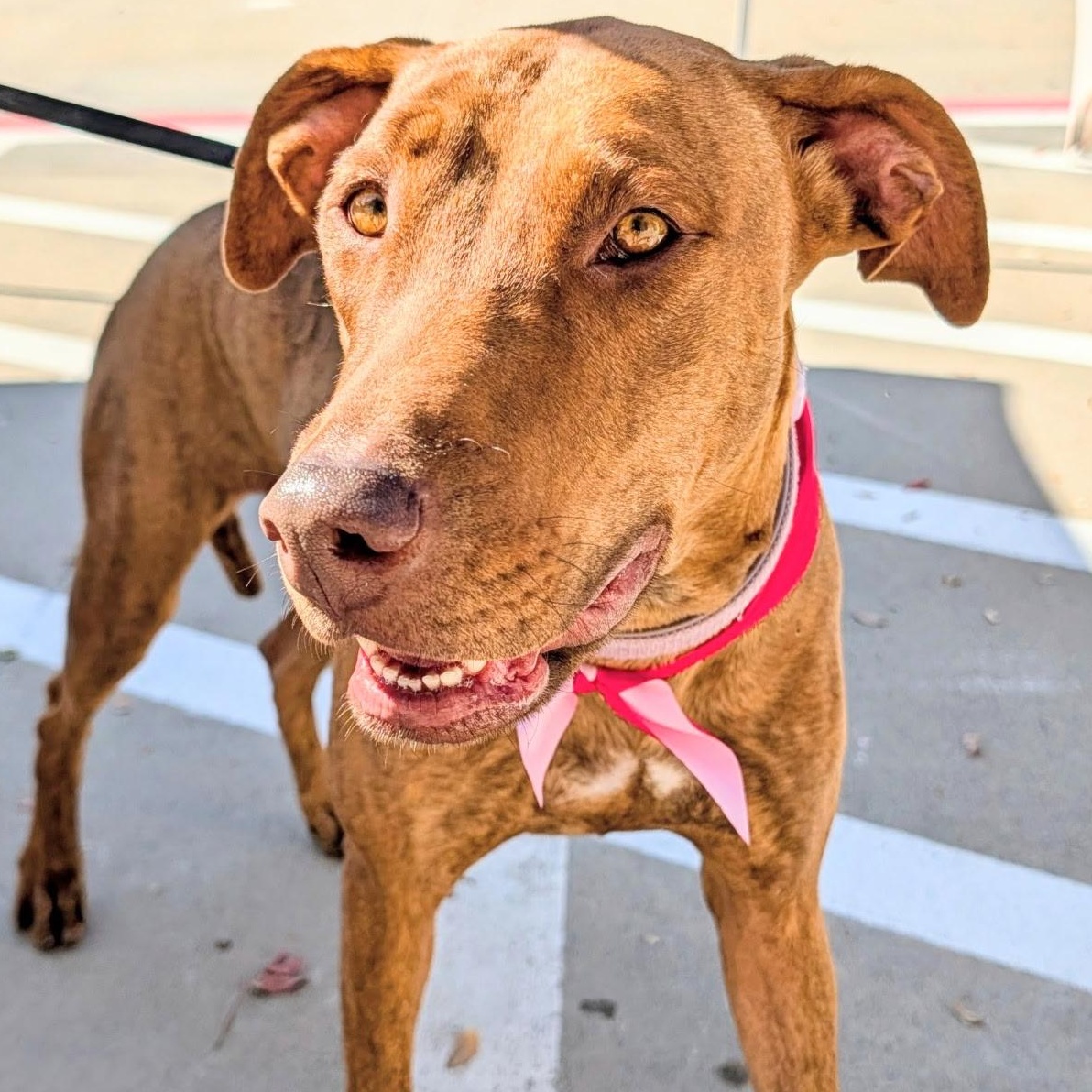 Enlarge Rhea, a Adoptable mixed breed in Krum, TX image 1/6