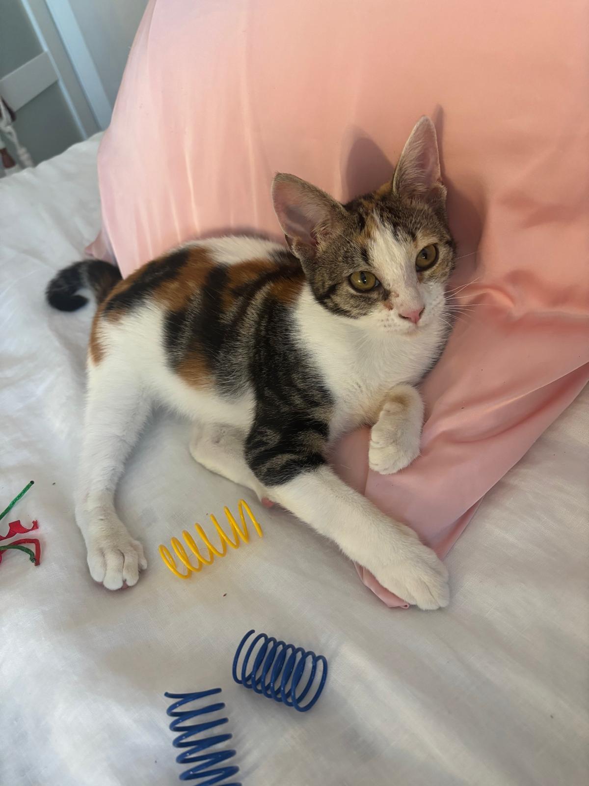 Lolli, ADOPTABLE, Kitten Female Domestic Short Hair & Calico.