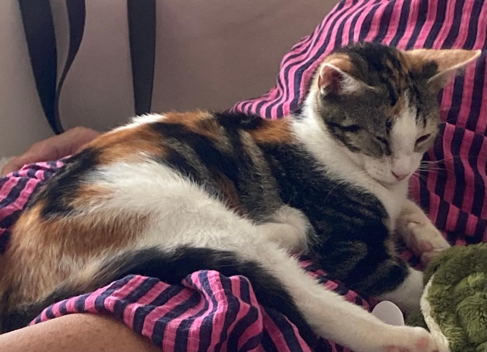 Lolli, a ADOPTABLE mixed breed in Miami Beach, FL image 2/6