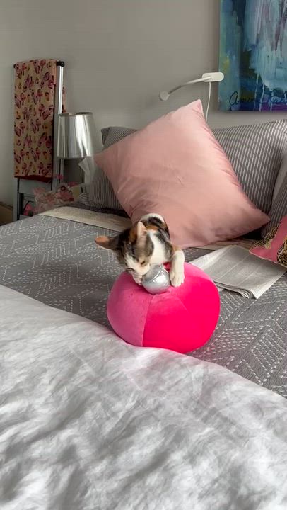 Enlarge Lolli, a ADOPTABLE mixed breed in Miami Beach, FL video 3/6