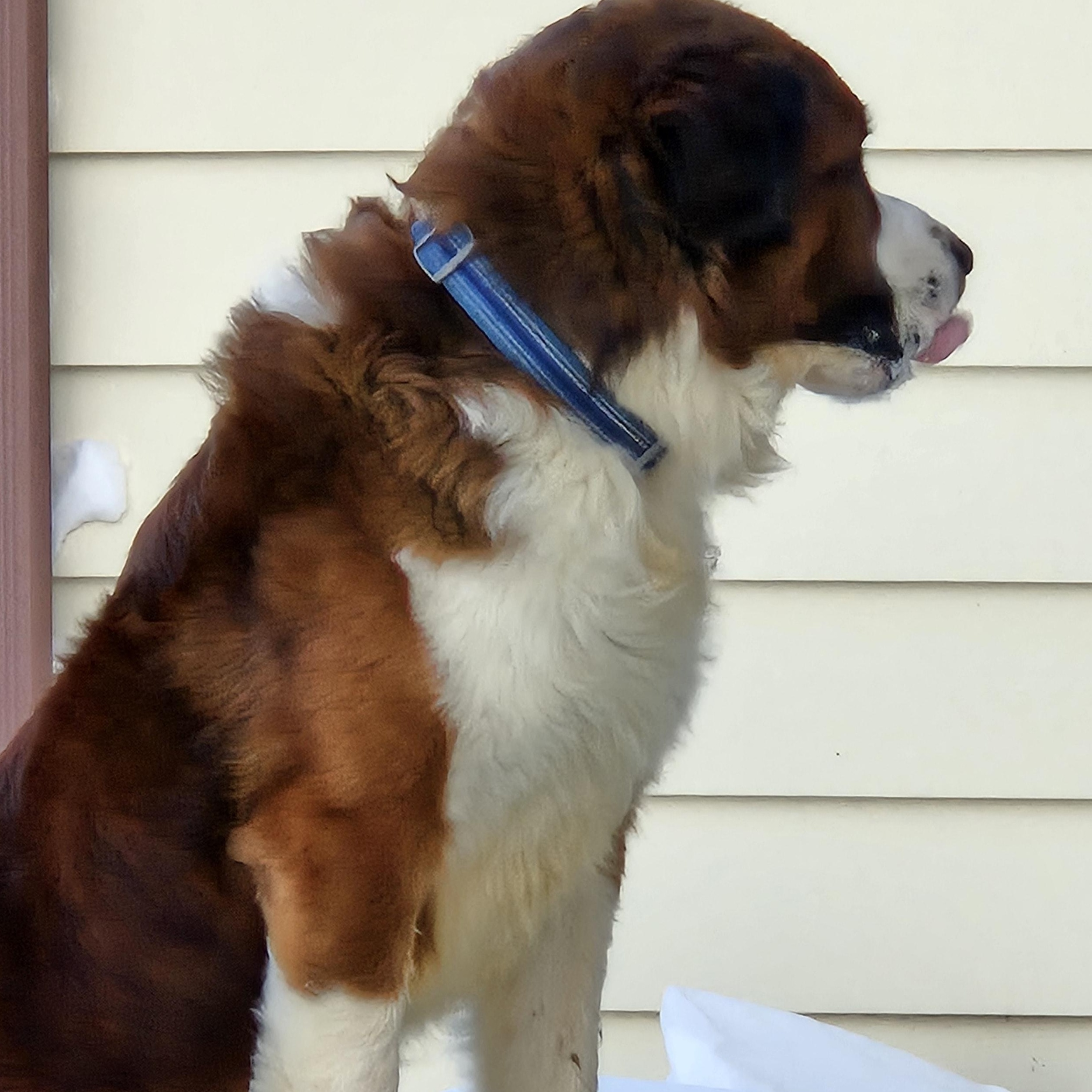 Joseph, Adoptable, Adult Male Saint Bernard.