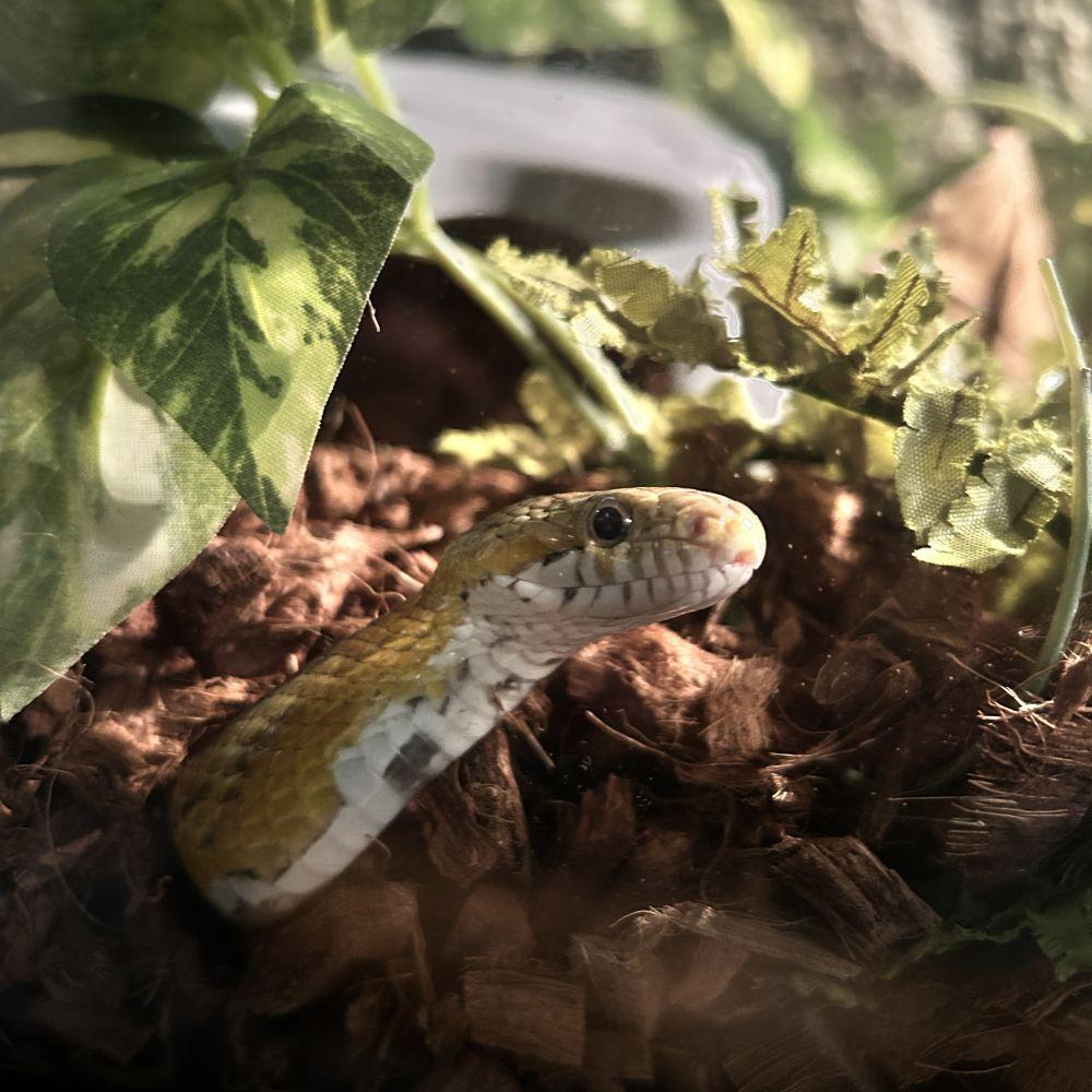 Enlarge Popcorn - Corn Snake, a Adoptable Corn / Rat in Greenfield, WI image 1/3