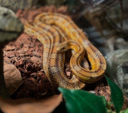 Enlarge Popcorn - Corn Snake, a Adoptable Corn / Rat in Greenfield, WI image 2/3