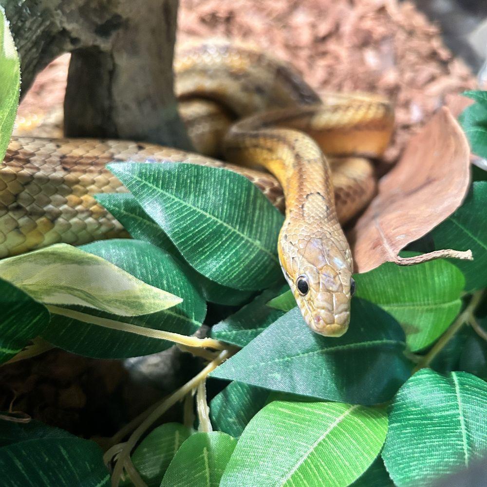 Enlarge Popcorn - Corn Snake, a Adoptable Corn / Rat in Greenfield, WI image 3/3