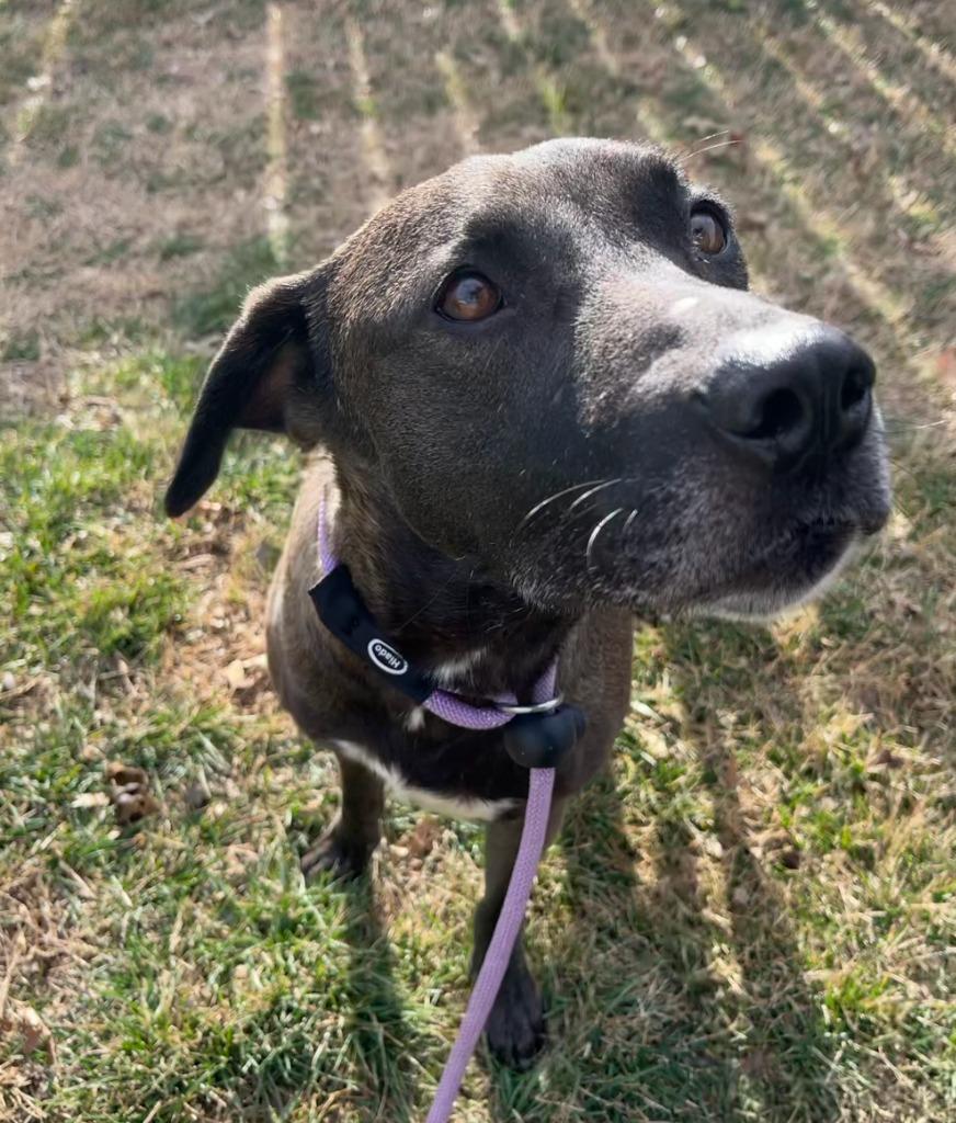 Enlarge Scarlet, a Adoptable mixed breed in Fayetteville, AR image 1/6