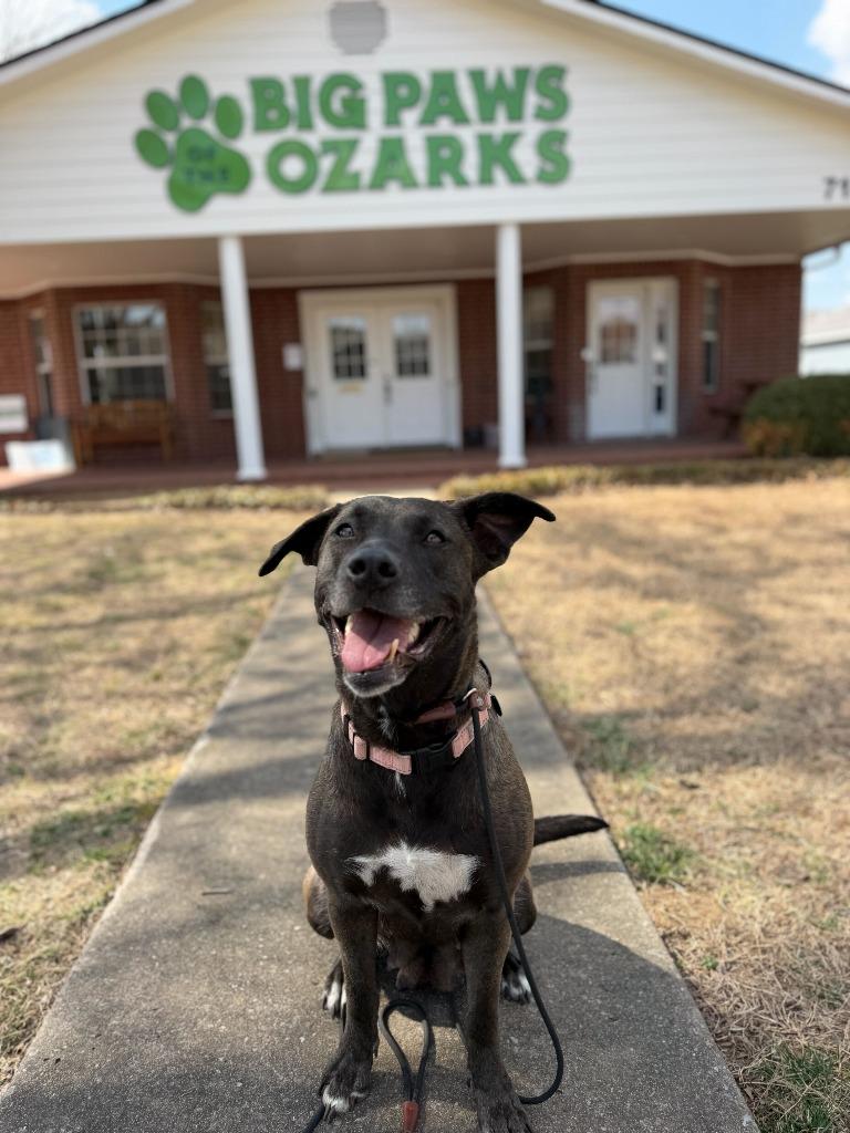 Scarlet, Adoptable, Young Female Shepherd & Mixed Breed.