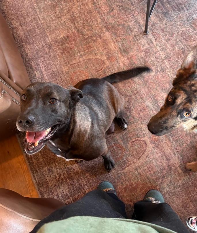 Scarlet, Adoptable, Young Female Shepherd & Mixed Breed.