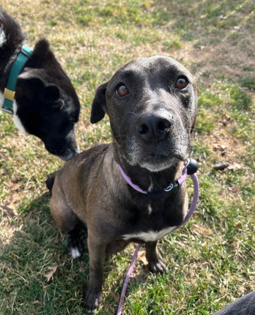 Enlarge Scarlet, a Adoptable mixed breed in Fayetteville, AR image 3/6