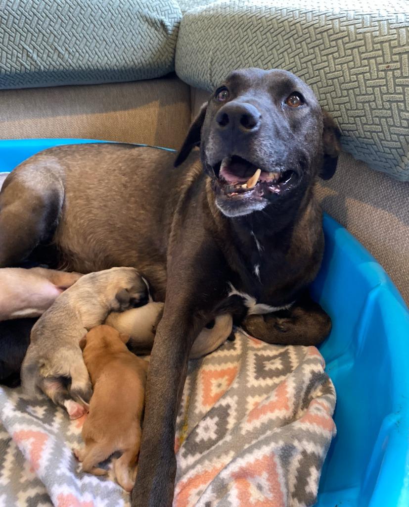 Enlarge Scarlet, a Adoptable mixed breed in Fayetteville, AR image 4/6