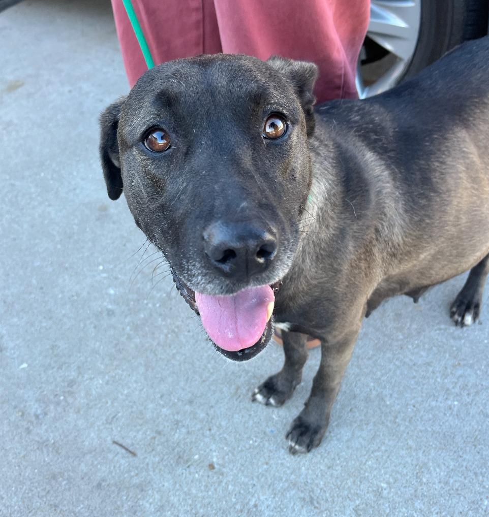 Enlarge Scarlet, a Adoptable mixed breed in Fayetteville, AR image 5/6