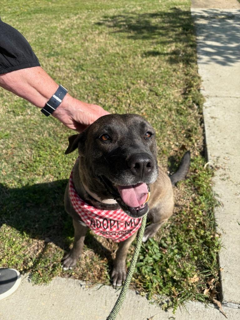 Enlarge Scarlet, a Adoptable mixed breed in Fayetteville, AR image 5/6