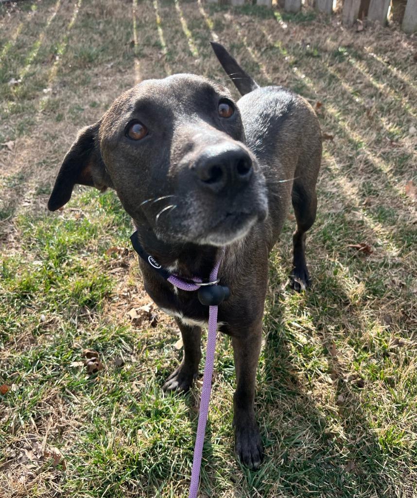 Enlarge Scarlet, a Adoptable mixed breed in Fayetteville, AR image 6/6