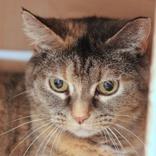 Enlarge Phoebe, a ADOPTABLE Domestic Short Hair in Hilliard, OH image 1/1