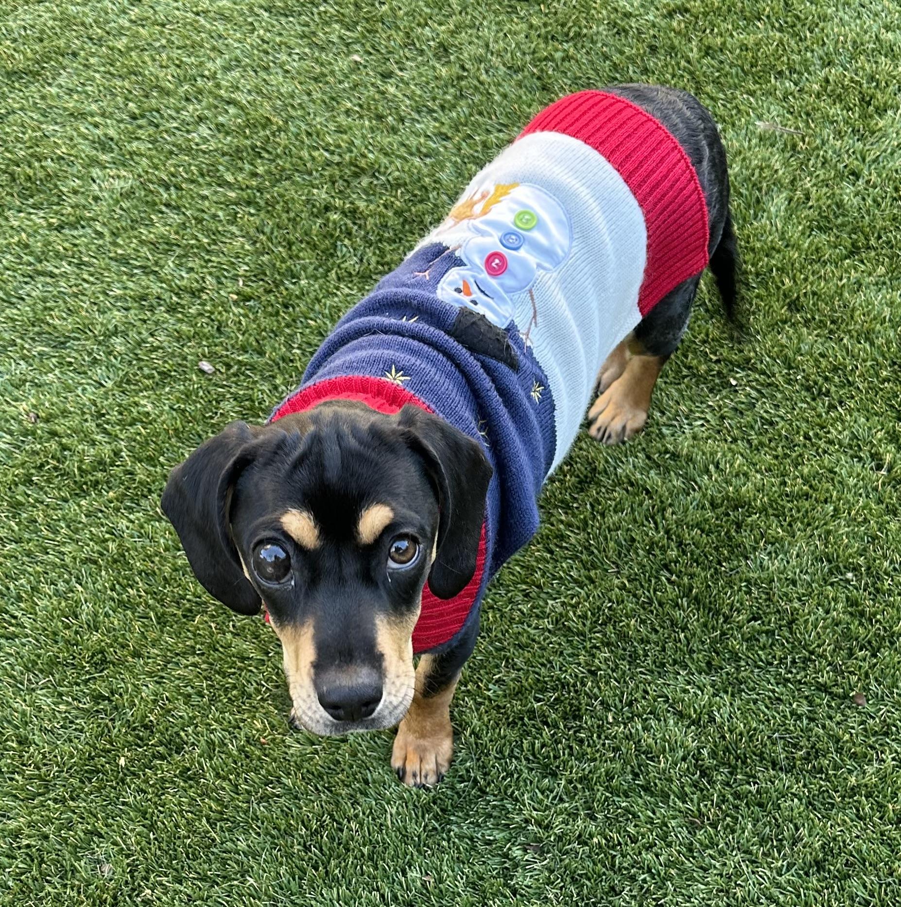 Enlarge Lulu, a Adoptable mixed breed in Fremont, CA image 5/5