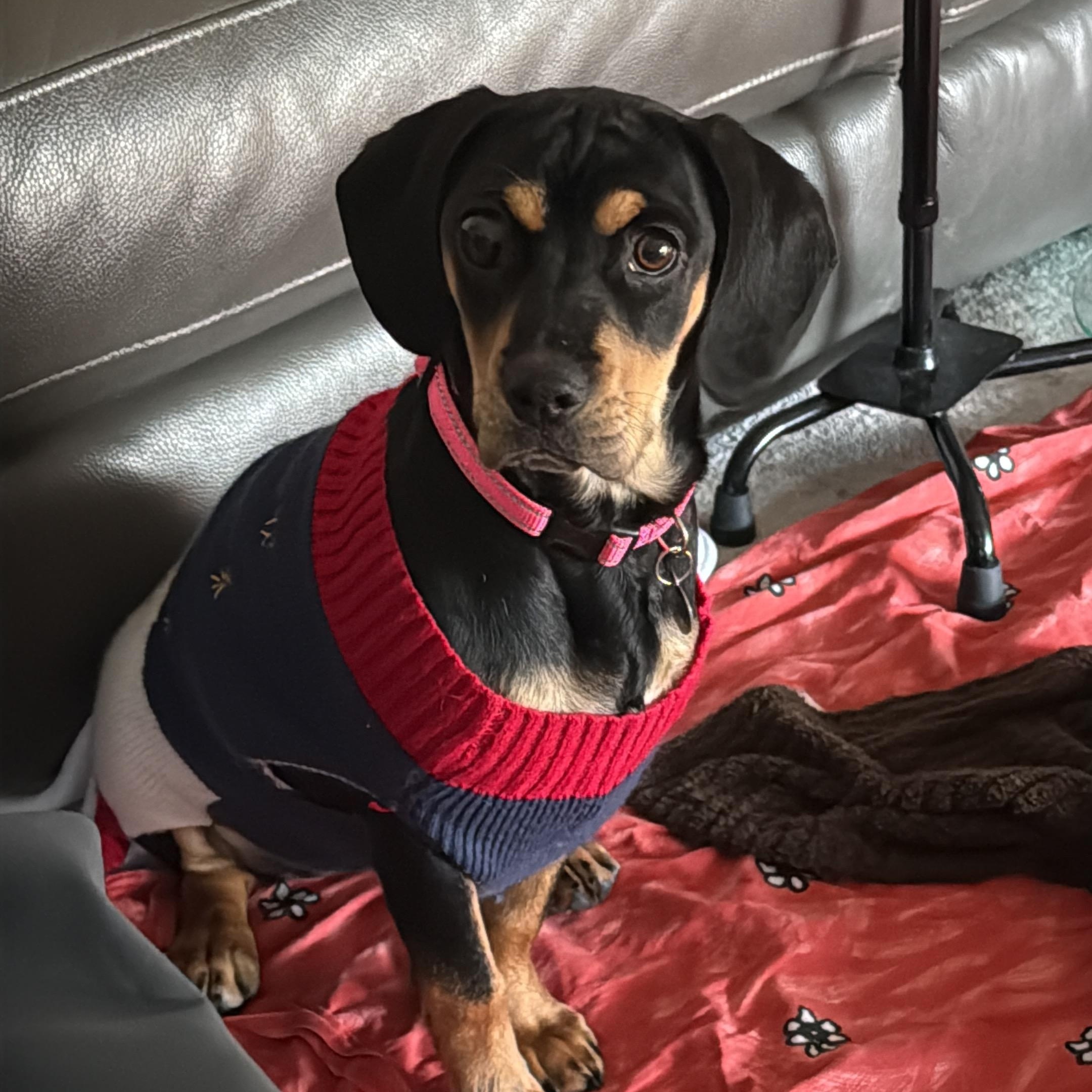 Lulu, Adoptable, Young Female Beagle.