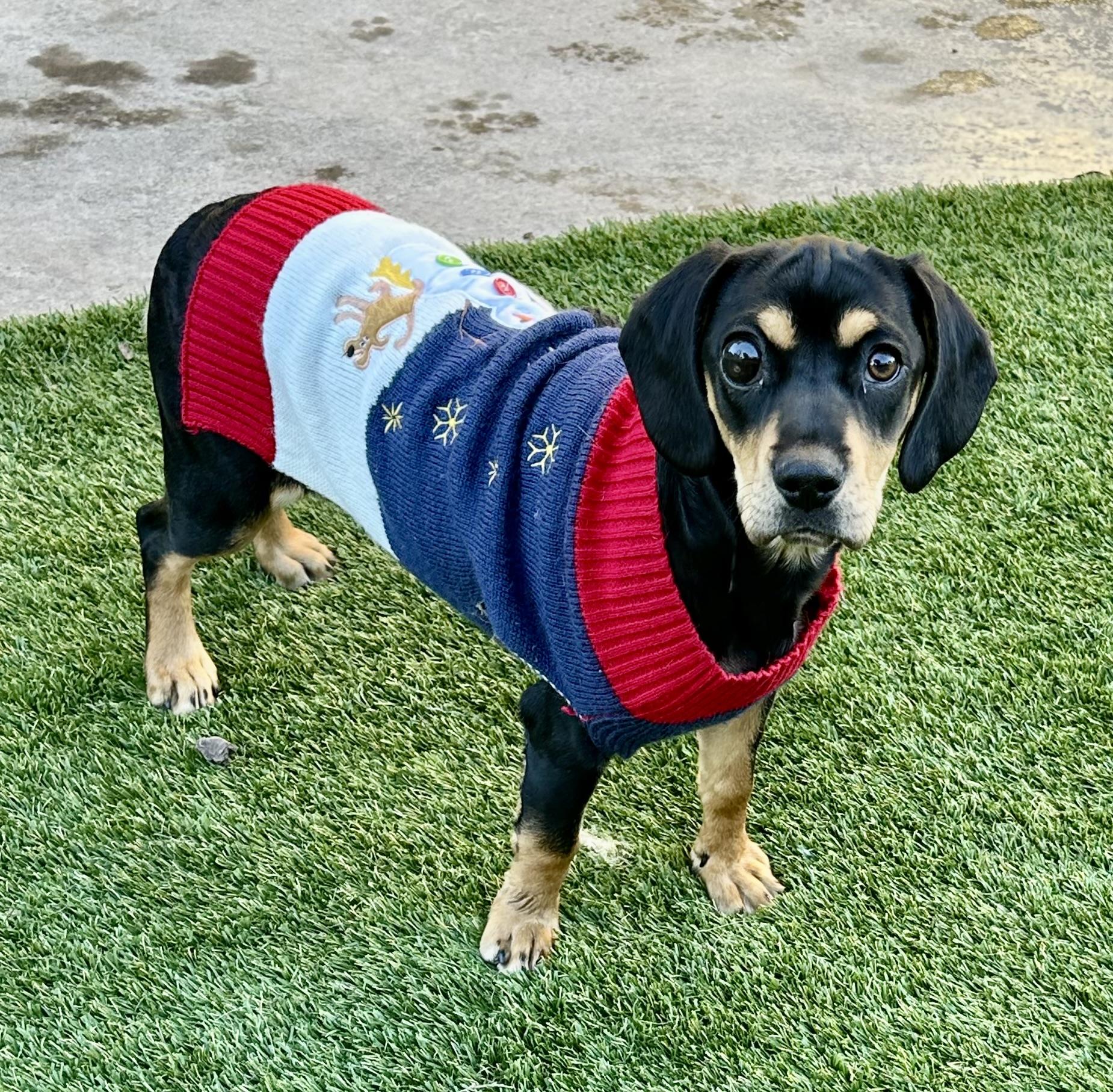 Enlarge Lulu, a Adoptable mixed breed in Fremont, CA image 2/5