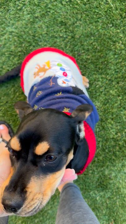 Enlarge Lulu, a Adoptable mixed breed in Fremont, CA video 4/5