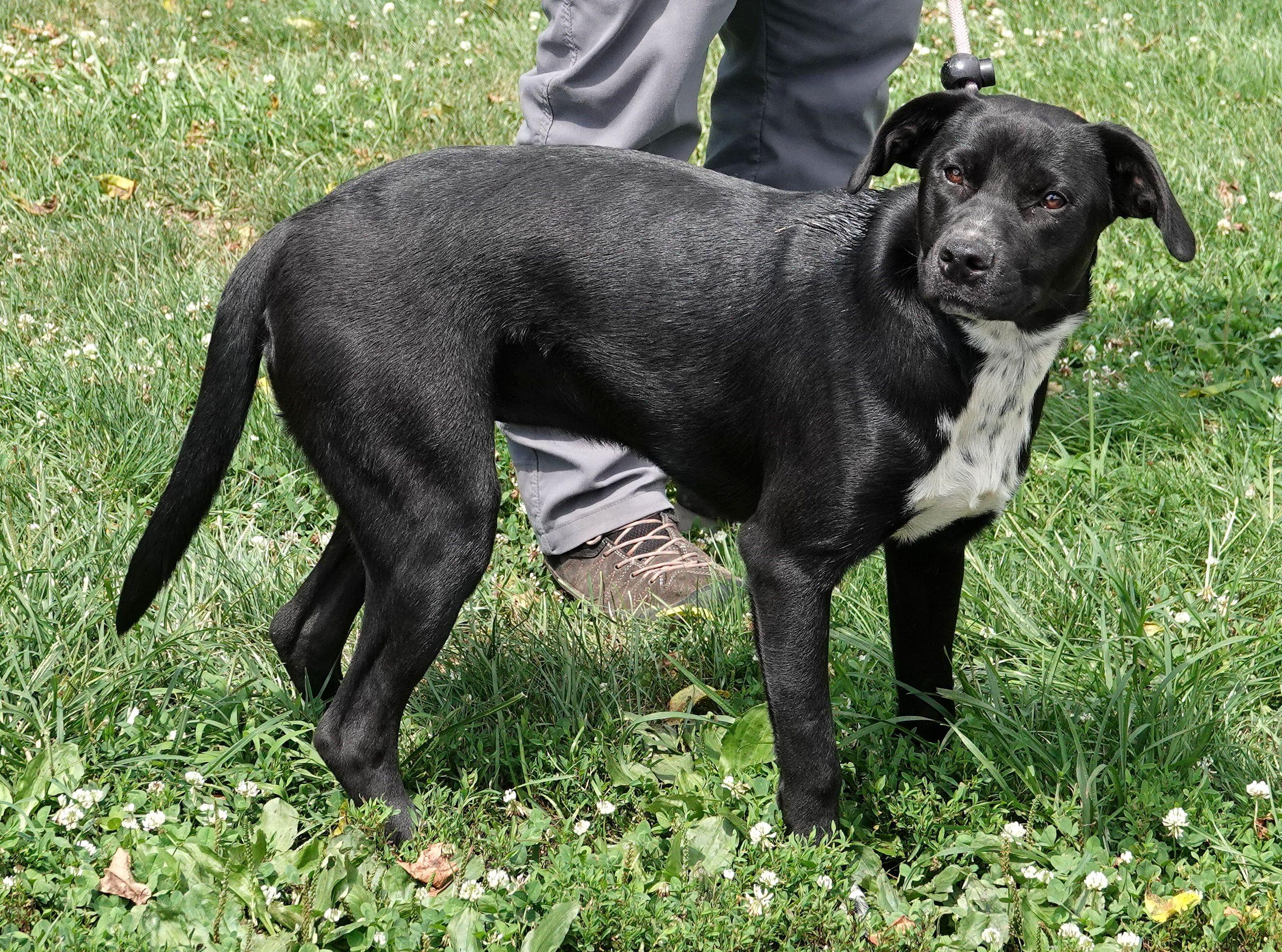 Moana, a ADOPTABLE mixed breed in Millfield, OH image 2/3