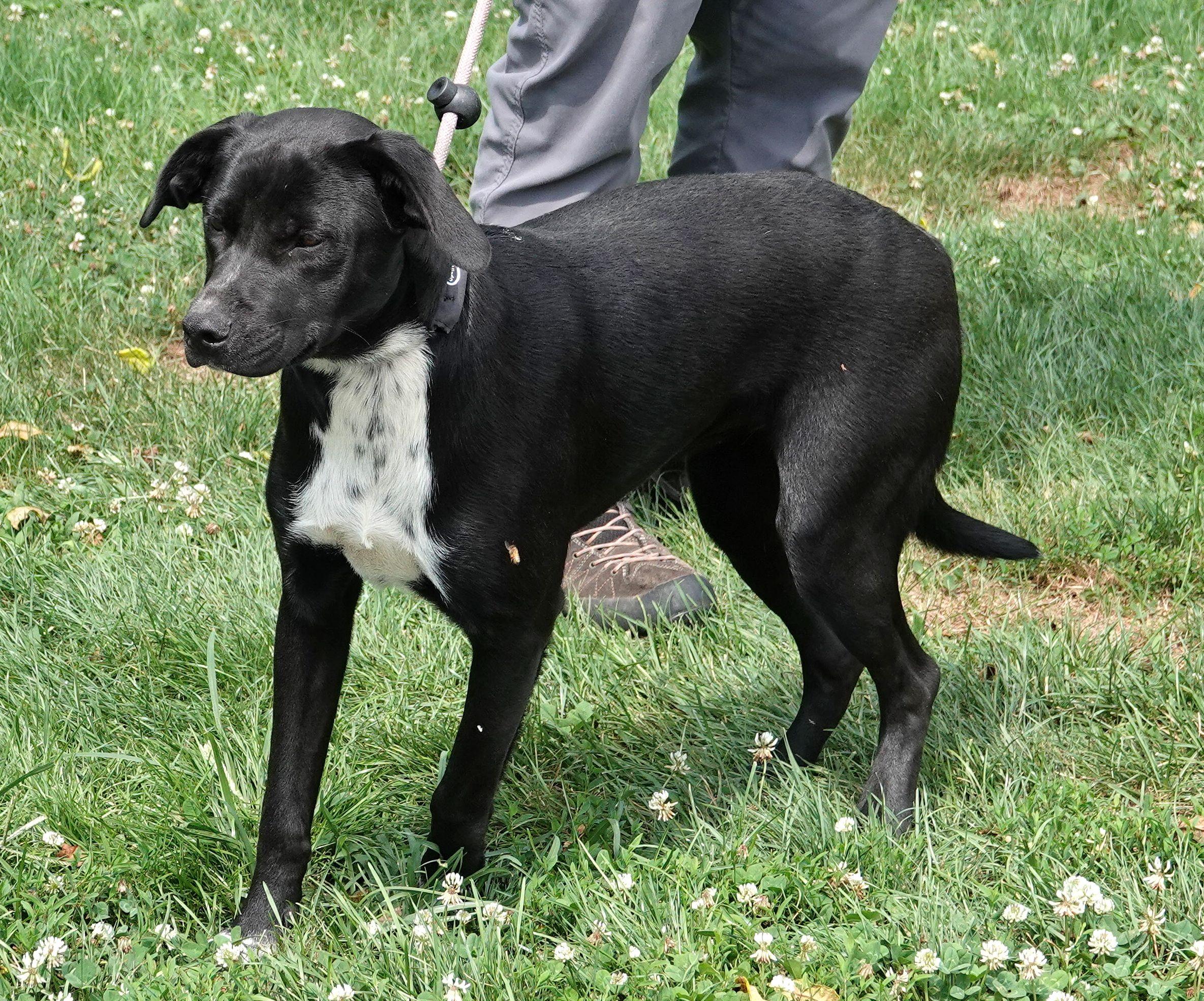 Moana, a ADOPTABLE mixed breed in Millfield, OH image 3/3