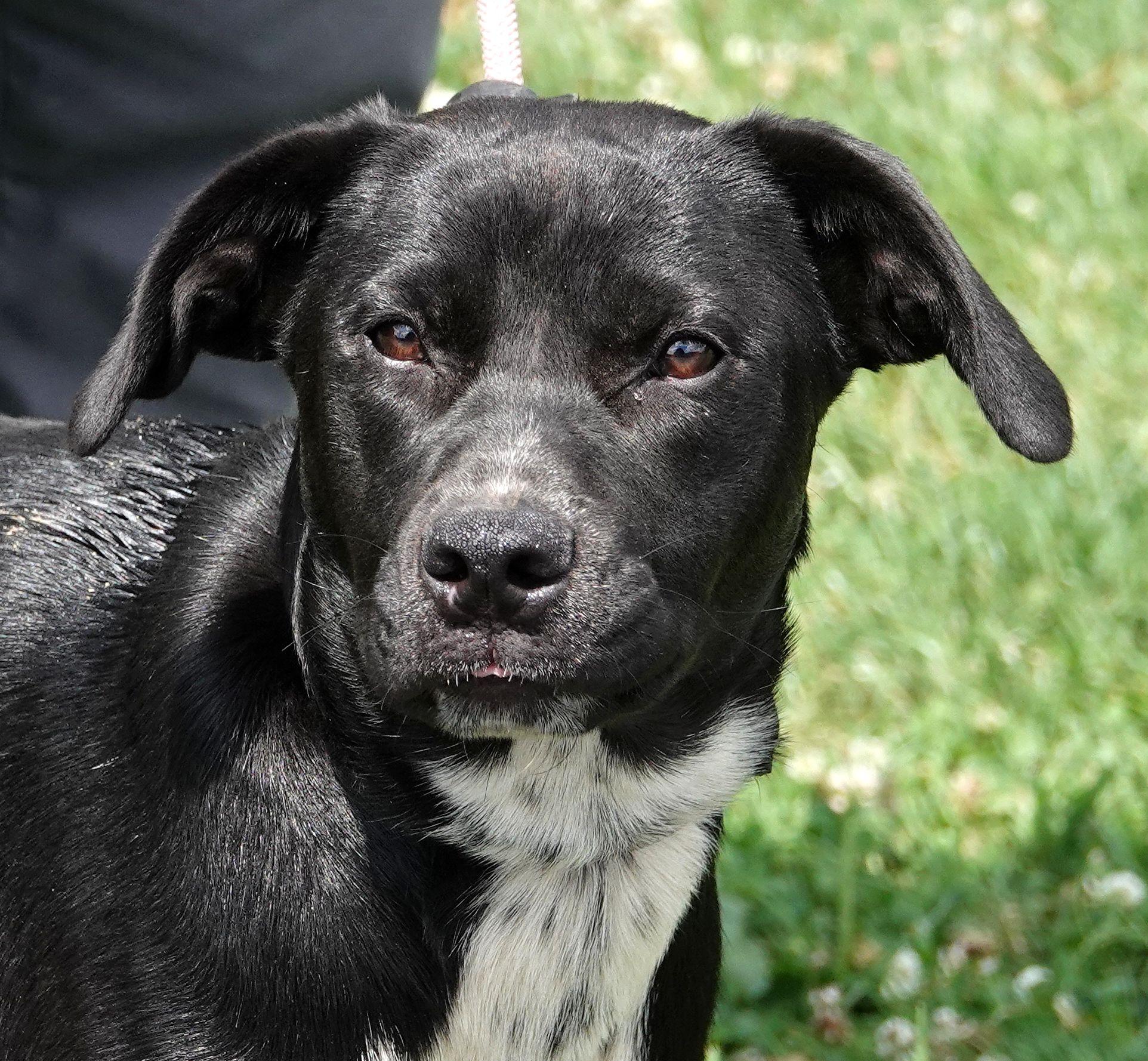 Moana, ADOPTABLE, Young Female Labrador Retriever.