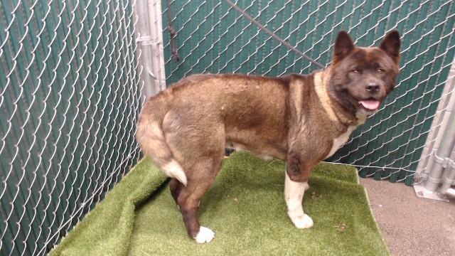 Enlarge LUNA, a Adoptable Akita in Downey, CA image 1/1