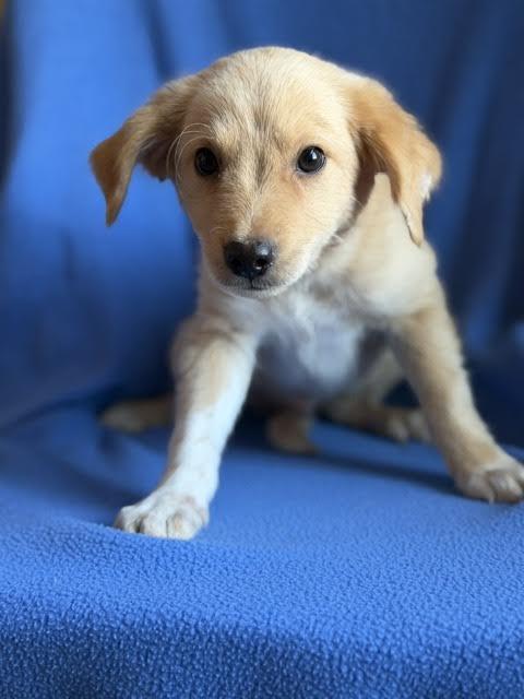 Huckleberry - photo 1