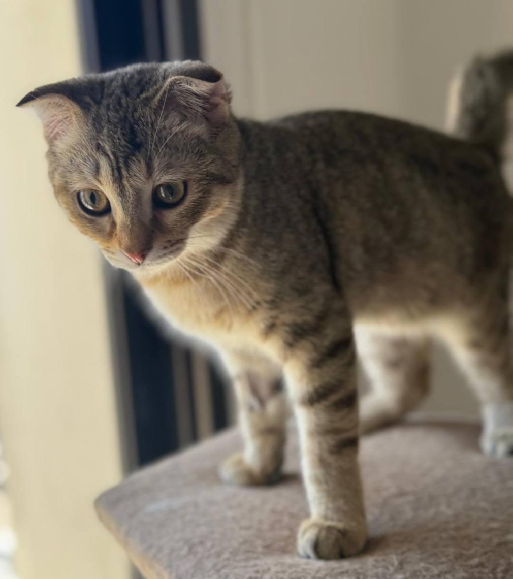 Enlarge Kino, a Adoptable Scottish Fold in Snow Hill, MD image 3/6