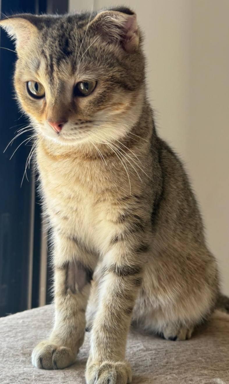 Enlarge Kino, a Adoptable Scottish Fold in Snow Hill, MD image 4/6