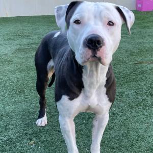 Enlarge Little Rascal, an adoptable mixed breed in Long Beach, CA image 6/6