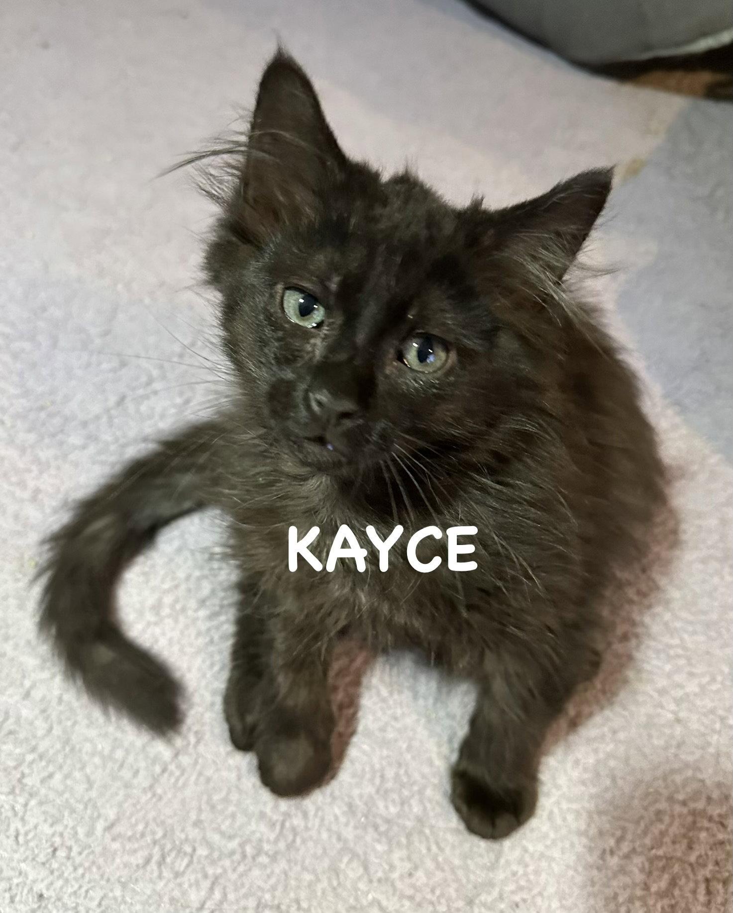 Kayce, Adopted, Kitten Male Domestic Long Hair.