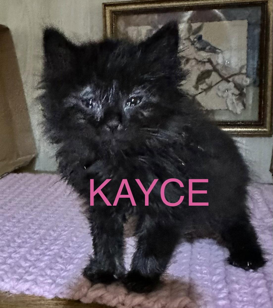 Enlarge Kayce, a Adopted Domestic Long Hair in Absecon, NJ image 2/3