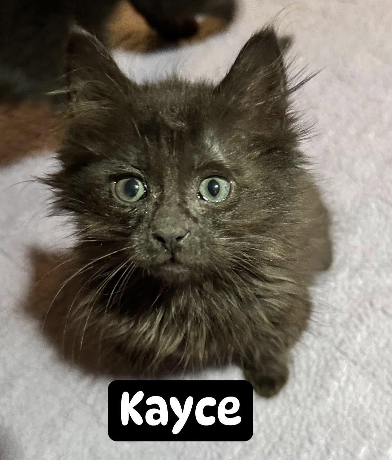 Enlarge Kayce, a Adopted Domestic Long Hair in Absecon, NJ image 3/3