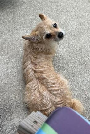 Enlarge Coco, a Adopted mixed breed in Zebulon, GA image 1/3