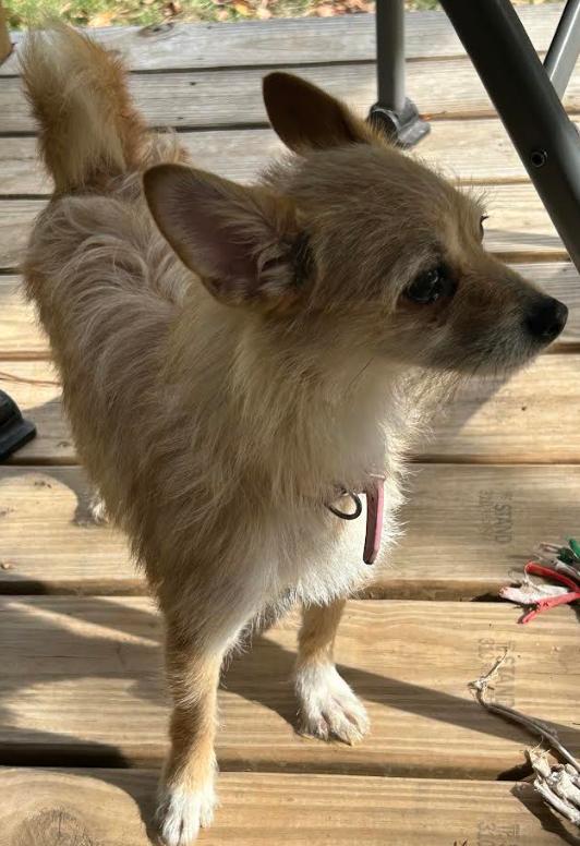 Enlarge Coco, a Adopted mixed breed in Zebulon, GA image 2/3