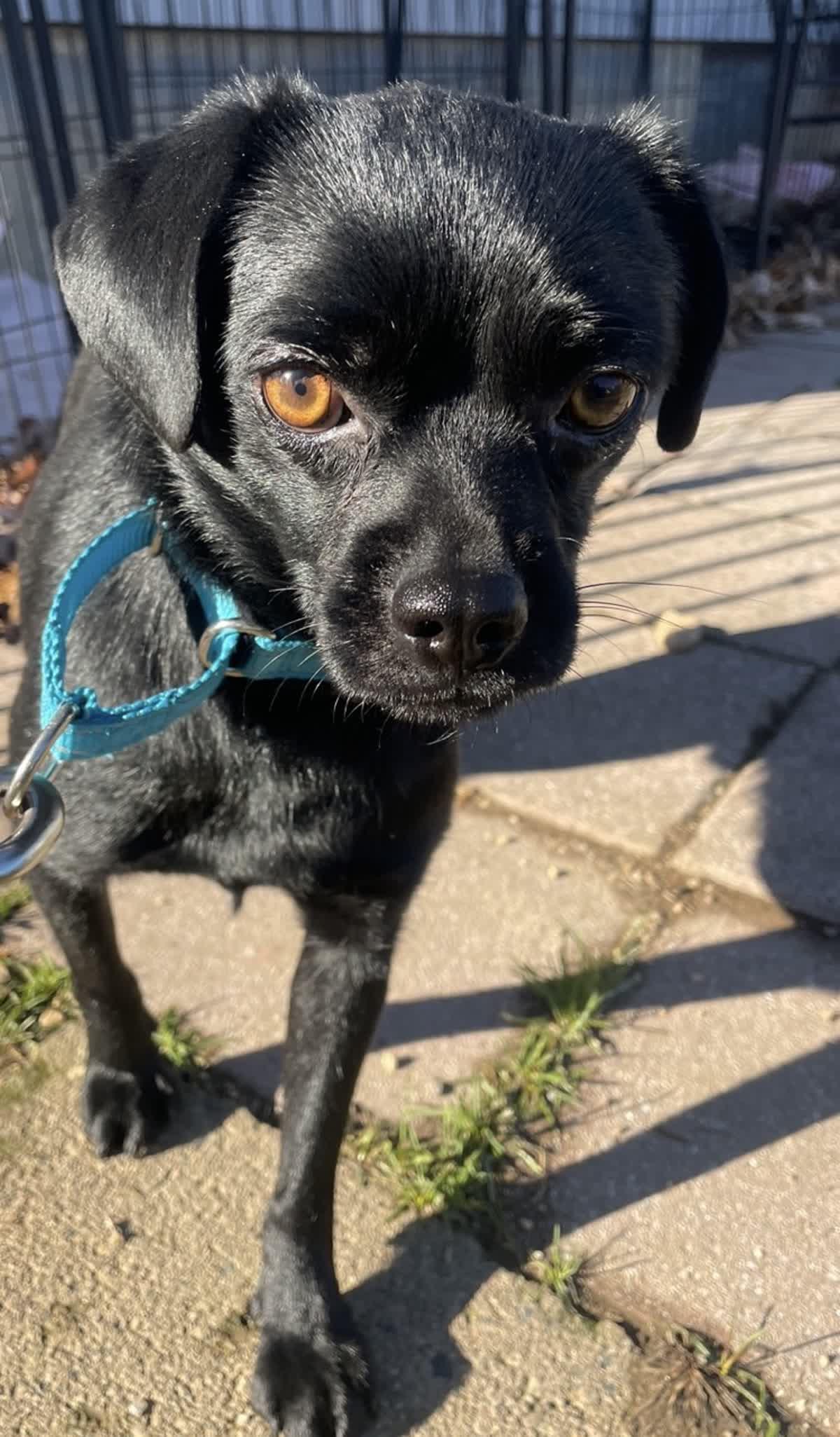 Enlarge Reno, an adopted mixed breed in Copiague, NY image 3/5